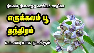 நினைத்த காரியம் சாதிக்க எருக்கலை பூ தாந்திரீகம்  நினைத்ததை நொடிப்பொழுதில் நடத்திட  வசியம் [upl. by Essilec]