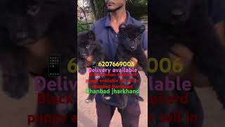 Black jerman shepherd puppy available for sell in dhanbad jharkhand hurry up guys call me good puppy [upl. by Hattie]