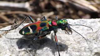 CICINDELA CAMPESTRIS UN INSECTO LETAL Y PRECIOSO  Insectos ibéricos [upl. by Yevi]