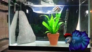 Angelfish Breeding Tank Setup [upl. by Zachery779]