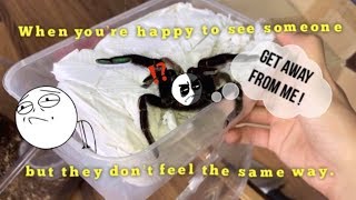 ALWAYS WANTED this TARANTULA and its FINALLY HERE  Unboxing [upl. by Guido]