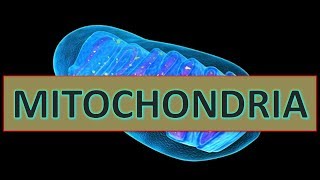 Mitochondria  Structure amp Function ppt [upl. by Dari196]