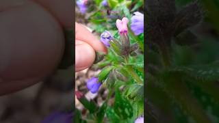 Cut here Pulmonaria deadheading lungwort [upl. by Marchall957]