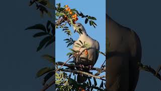 Eurasian Collared Dove Call  Bird Sounds [upl. by Nrubloc864]