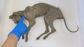 Super Science Mummified Cat with Colleen Evans [upl. by Theresina]