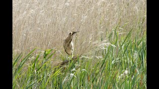 Bittern Minsmere RSPB Suffolk 26523 [upl. by Leis612]