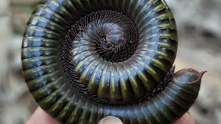 Biggest Millipede millipedes insects [upl. by Daile]