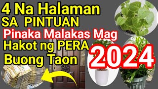 4 Na Halaman Pinaka SWERTE sa PERA at Pananalapi sa Buong Taon Ng 2024 [upl. by Uliram]