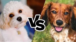 Cavachon vs Doxiepoo Comparison Furever Friends [upl. by Calabrese128]