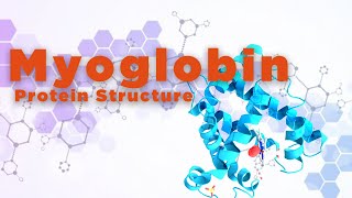 Myoglobin  Protein Structure [upl. by Gehlbach]