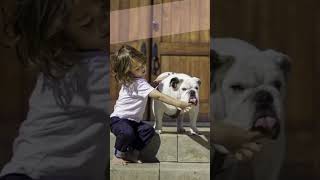 Top 17 Most Cuddly Dog Breeds dogs cuddlydogbreed affectionatedogs [upl. by Akcire]