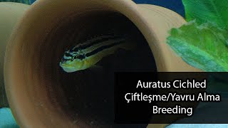 Auratus Cichled Çiftleşme  Yavru Alma ve Faydalı Bilgiler [upl. by Giliane]