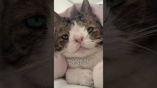 Does Feline Down Syndrome Exist goodtoknow downsyndrome trisomy21 specialneeds cats medicine [upl. by Poppas]