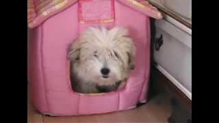 Very funny 5 month Coton De Tulear puppy [upl. by Ramar]