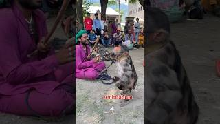 Minjar mela madari ka khel chamba monkey bandar animals fun cuteness monkeydance trend [upl. by Lodnar]