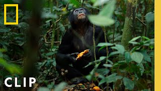 Bonobos Hunt Down Colobus Monkeys  Queens  National Geographic [upl. by Atilam526]