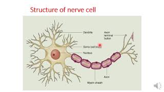 Autonomic pharmacology part 1 [upl. by Nandor589]