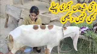 Goat Milking With Khadija Info  Village Life View Is Very Beautiful [upl. by Notslar191]