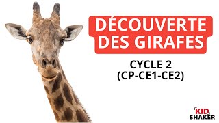 Découverte des girafes cycle 2 CPCE1CE2 [upl. by Handbook]