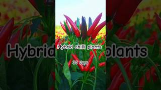 Hybrid chilli plants and garden crops for agriculture 3gcutting chilli hybridcanola gardening [upl. by Mikihisa]