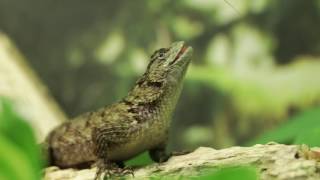 Sceloporus malachiticus [upl. by Blain]