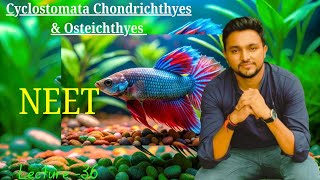 Cyclostomata  ચૂષમુખા  Chondrichthyes  કાસ્થી મત્સ્ય  Osteichthyes  અસ્થીમત્સ્ય  NEET [upl. by Choo]