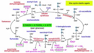 Cellular Respiration Part 2 The Citric Acid Cycle [upl. by Florida]