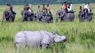 Kaziranga National Park welcomes tourists I Assam News [upl. by Yssim]