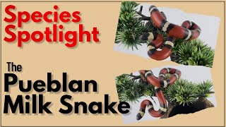 Talkin Reptiles Species Spotlight the Pueblan Milk Snake [upl. by Lundquist687]