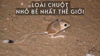 Loài Chuột Nhỏ Bé Nhất Thế Giới  Baluchistan Pygmy Jerboa   Thế Giới Động Vật [upl. by Vinnie451]