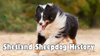 Podcast 115 Shetland Sheepdog History  A pintsized package [upl. by Gewirtz991]