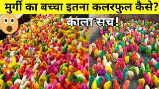 बाजारों में रंगीन चूजे क्यों बिकते हैंpolti murgi farmshortsfactsshortsvedioyoutubeshortshindi [upl. by Nyliac]