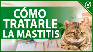 🐈 ¿Qué es la Mastitis en las Gatas y Cómo se Trata  Guía Felina 🐈🤒 [upl. by Corsetti801]