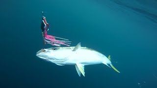 Flog 16  Snapper Kingfish Groper and DUrville Island [upl. by Nyladnarb]