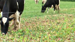 Stubble Turnips  Cotswold Seeds [upl. by Drawdesemaj]