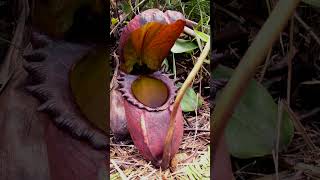 🌻²⁰☆ Caryophyllales •²⁵ Nepenthaceae ▪︎ Rajah Pitcher Plant  Observed in Description [upl. by Linden692]