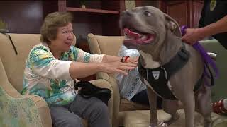 Friendly Pitbull Brings Joy Health Benefits to Seniors at Retirement Community [upl. by Belanger643]