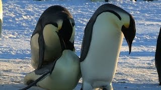 Funny Courting Penguin Fails [upl. by Jopa266]