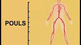 Examen cardiologique et vasculaire [upl. by Ecnirp]