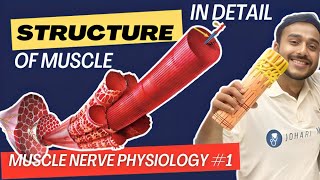 structure of skeletal muscle physiology  sarcotubular system physiology muscle physiology in hindi [upl. by Ennovyhc]