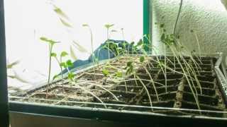 Phototropism Timelapse  Radish Plants [upl. by Hay]