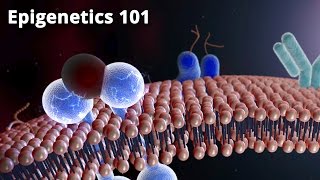 Epigenetics 101  Dr Bruce Lipton PhD [upl. by Annehcu]