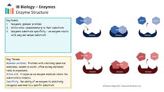 Enzymes IB Biology SLHL [upl. by Treb]