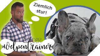 Achtung sturer Hund Wie lernt dein Hund Grenzen zu akzeptieren  Der Welpentrainer  sixx [upl. by Delogu810]