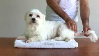 Dog vs Lump HD how to destroy cysts amp tumours [upl. by Redna]