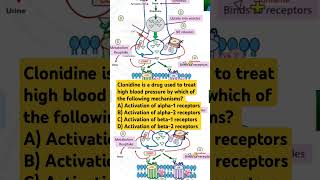 Clonidine is a drug used to treat high blood pressure by which of the following mechanisms [upl. by Jaclyn]