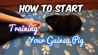 How to Start Training Your Guinea Pig [upl. by Aimej]