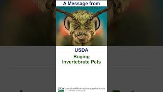 Buying Invertebrate Pets [upl. by Johnath835]