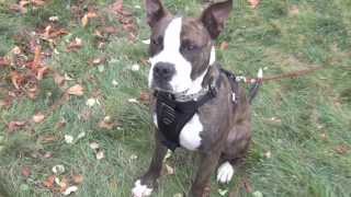 Chango Pit Bull American Staffordshire Terrier Rescue Ridge [upl. by Cortie]