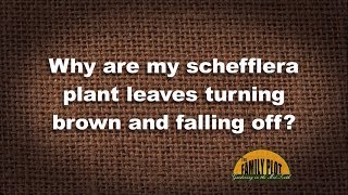 QampA – Why are my schefflera leaves turning brown and falling off [upl. by Earleen]